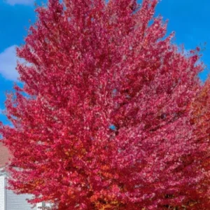 Live Native Red Maple Tree – 12–16" Tall – Quart Pot – Hardy, Fast-Growing Shade Tree – No Shipping to AK, HI, or PR - Image 6