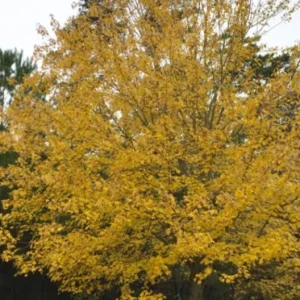 Live Native Red Maple Tree – 12–16" Tall – Quart Pot – Hardy, Fast-Growing Shade Tree – No Shipping to AK, HI, or PR - Image 7