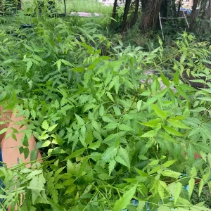 Live Neem Plant (Azadirachta indica) - Organic Pesticide Source, 5 inches tall in 4-inch pot, Indoor/Outdoor - Image 3