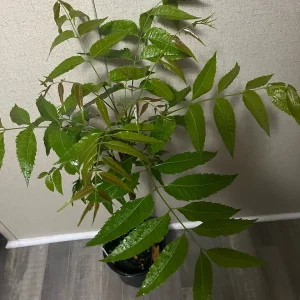 Live Neem Plant (Azadirachta indica) – Organic Pesticide Source – 4 inch Pot - Image 4