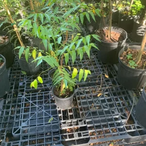 Live Neem Plant (Azadirachta indica) – Organic Pesticide Source – 4 inch Pot - Image 5