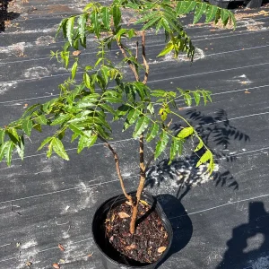 Live Neem Plant (Azadirachta indica) - Organic Pesticide Source, 5 inches tall in 4-inch pot, Indoor/Outdoor - Image 6