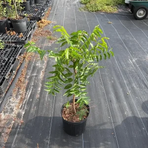 Live Neem Plant (Azadirachta indica) – Organic Pesticide Source – 4 inch Pot - Image 8