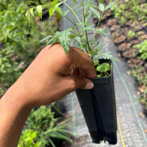 Live Neem Plant (Azadirachta indica) – Organic Pesticide Source – 4 inch Pot - Image 9