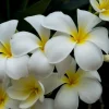 Live Plumeria Plant - White & Yellow Mix - Tropical Flowering Tree - Image 1