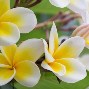Live Plumeria Plant - White & Yellow Mix - Tropical Flowering Tree - Image 2