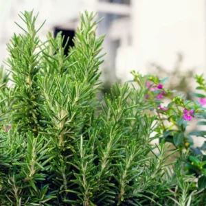 Live Rosemary Plant - 10-inch Tall Culinary Herb in 4-inch Pot - Indoor/Outdoor - Image 2