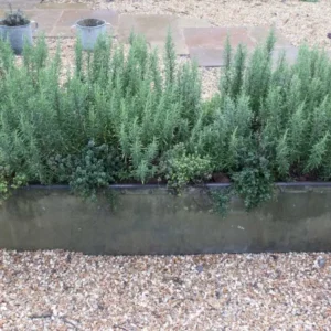 Live Rosemary Plant - 10-inch Tall Culinary Herb in 4-inch Pot - Indoor/Outdoor - Image 3