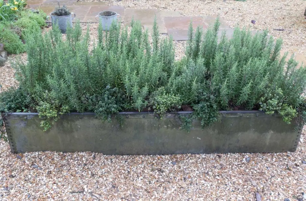 Live Rosemary Plant - 10-inch Tall Culinary Herb in 4-inch Pot - Indoor/Outdoor - Image 3