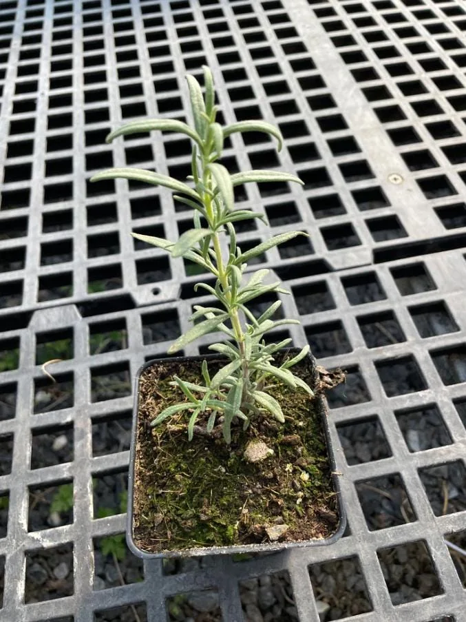 Live Rosemary Plant - 10-inch Tall Culinary Herb in 4-inch Pot - Indoor/Outdoor - Image 4