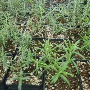 Live Rosemary Plant - 10-inch Tall Culinary Herb in 4-inch Pot - Indoor/Outdoor - Image 5