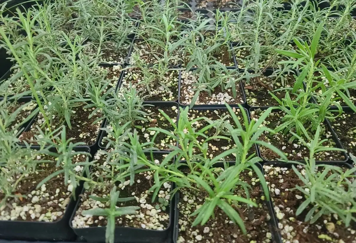 Live Rosemary Plant - 10-inch Tall Culinary Herb in 4-inch Pot - Indoor/Outdoor - Image 5