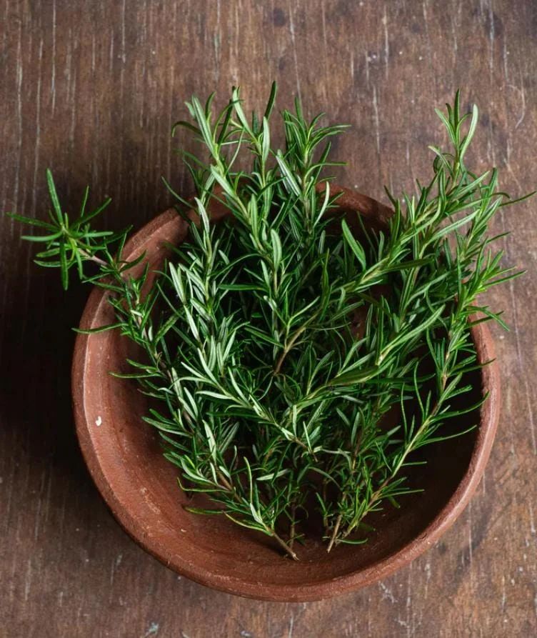 Live Rosemary Plant - 10-inch Tall Culinary Herb in 4-inch Pot - Indoor/Outdoor - Image 6