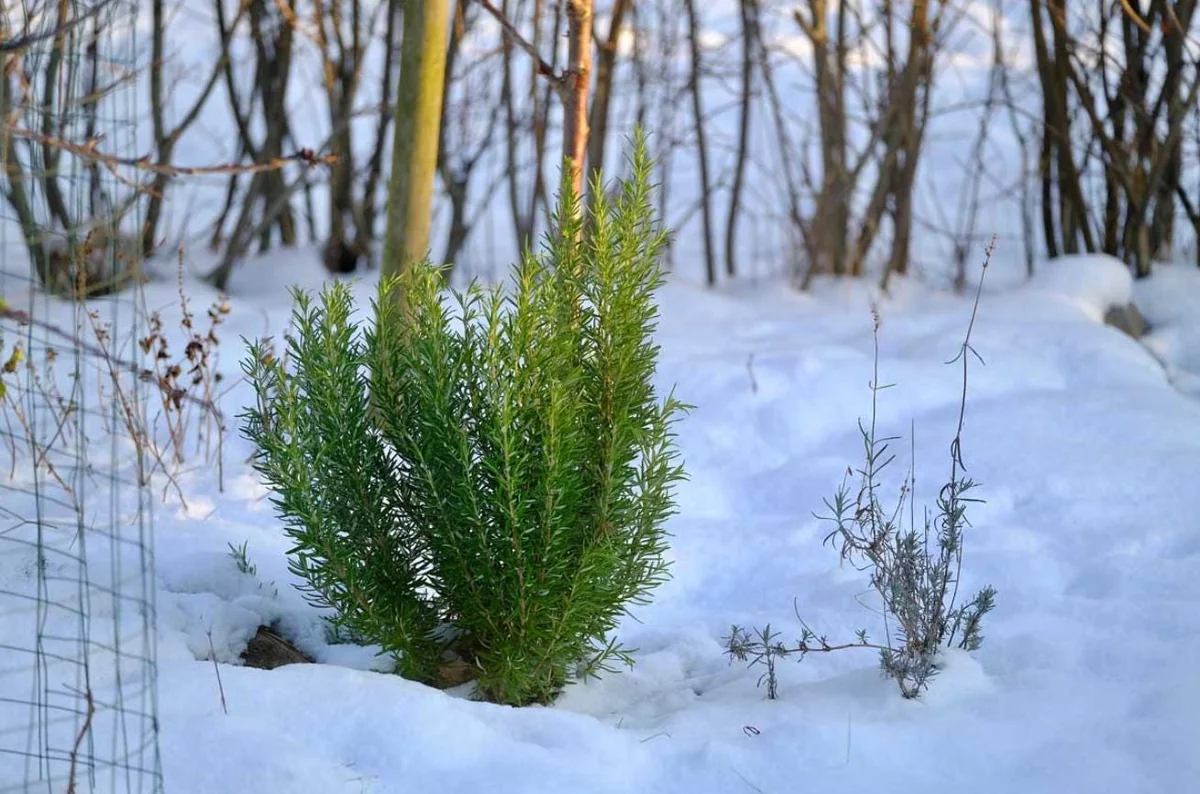 Live Rosemary Plant - 10-inch Tall Culinary Herb in 4-inch Pot - Indoor/Outdoor - Image 1