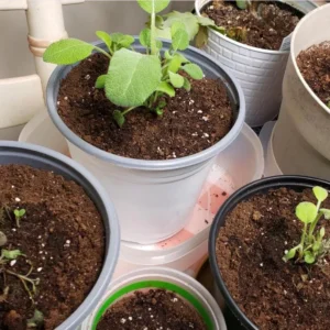 Live Sage Herb Plant - 8-inch Height - 4.5-inch Pot - Indoor/Outdoor Culinary Herb - Image 5