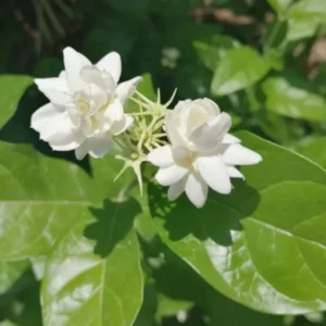 Live Sambac Jasmine Plant – 10-inch Tall, 3-inch Pot – Fragrant Flowering Shrub - Image 2