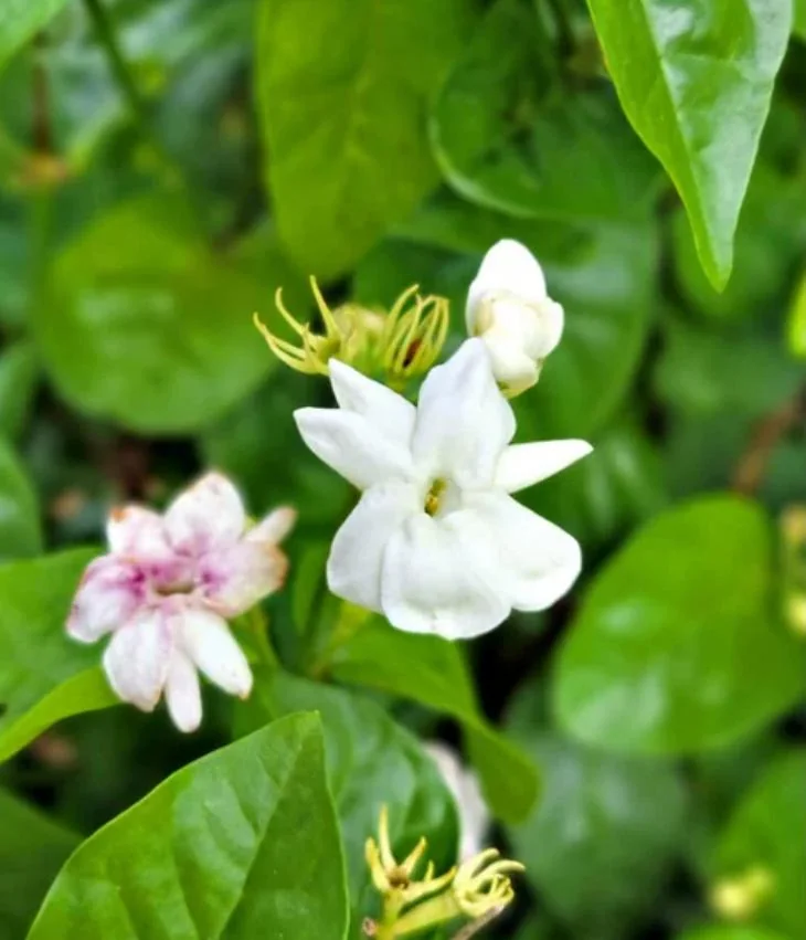Live Sambac Jasmine Plant – 10-inch Tall, 3-inch Pot – Fragrant Flowering Shrub - Image 3