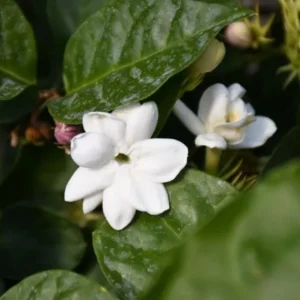 Live Sambac Jasmine Plant – 10-inch Tall, 3-inch Pot – Fragrant Flowering Shrub - Image 4