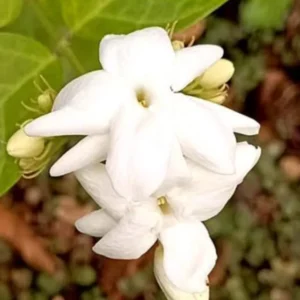 Live Sambac Jasmine Plant – 10-inch Tall, 3-inch Pot – Fragrant Flowering Shrub - Image 5