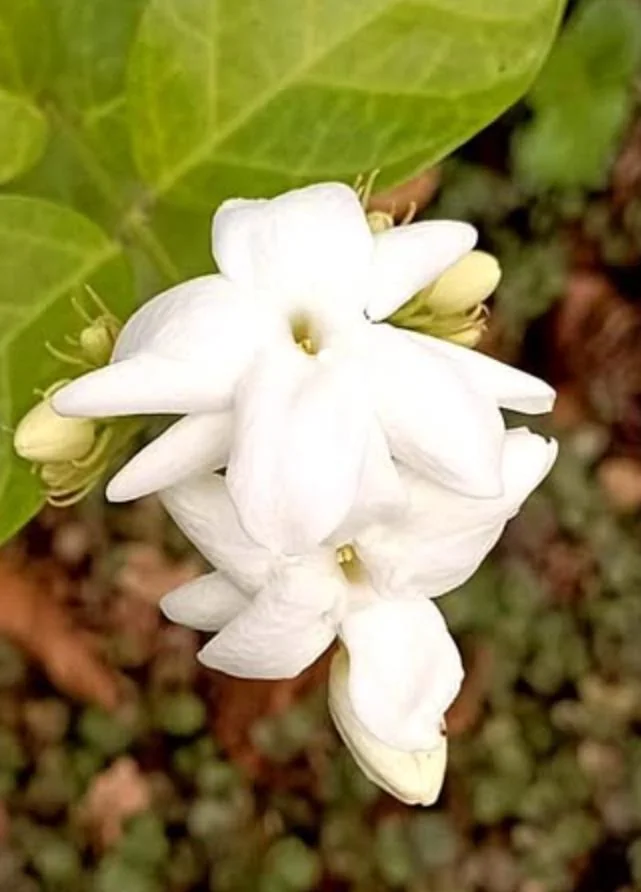 Live Sambac Jasmine Plant – 10-inch Tall, 3-inch Pot – Fragrant Flowering Shrub - Image 5