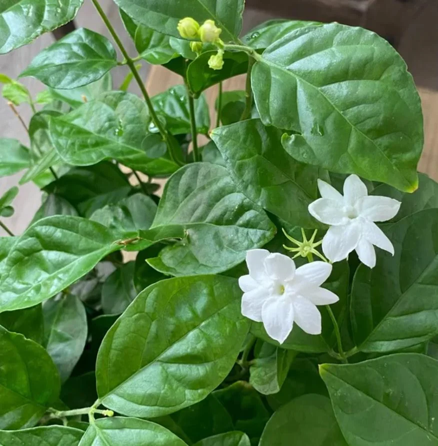 Live Sambac Jasmine Plant – 10-inch Tall, 3-inch Pot – Fragrant Flowering Shrub - Image 6