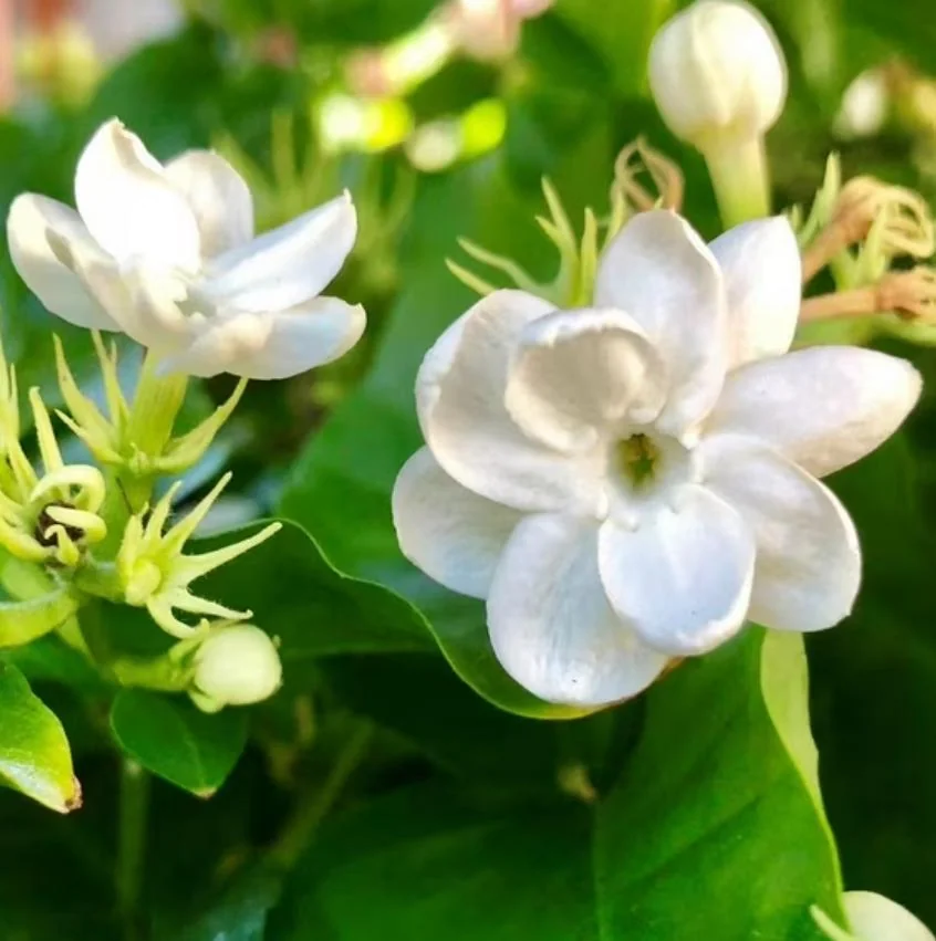 Live Sambac Jasmine Plant – 10-inch Tall, 3-inch Pot – Fragrant Flowering Shrub - Image 1