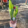 Live Sarracenia Pitcher Plant - Carnivorous Bog Plant - 3in Pot - Image 1