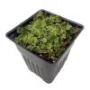 Liverwort Live Plant – Fairy Garden & Terrarium Plant – 4 inch Pot - Image 1