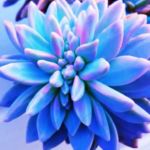 Living Stones Flower Succulent Seeds - Rare Lithops Cactus Seeds - Image 1