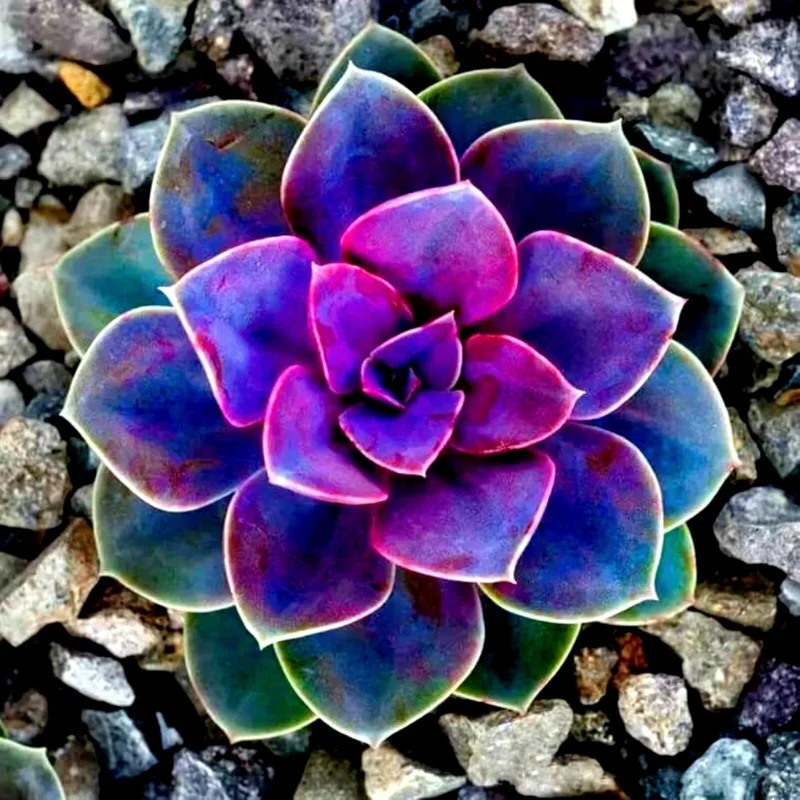 Living Stones Flower Succulent Seeds - Rare Lithops Cactus Seeds for Indoor & Outdoor - Image 1