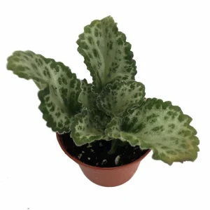 Loki Asian Violet Primulina Live House Plant - 2.5