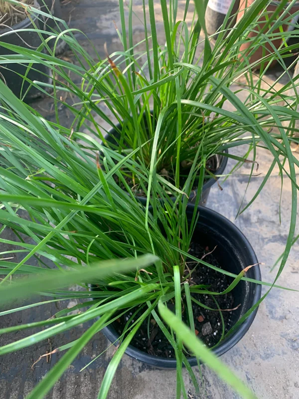 Lomandra Longifolia Breeze Live Plant – 6 inch Pot – Outdoor Grass - Image 1