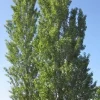 Lombardy Poplar (Populus Nigra) 2 Bare-root Trees - Fast Growing Outdoor - Image 2