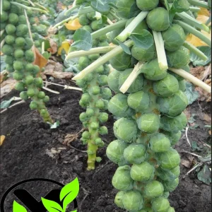 Long Island Brussels Sprouts Seeds - Non-GMO Heirloom Vegetable Seeds - Image 2
