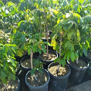 Longan Air Layered Tree - Live Fruit Plant - 3 ft Tall - Ships in 3 Gal Pot - Image 2