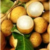 Longan Air Layered Tree - Live Fruit Plant - 3 ft Tall - Ships in 3 Gal Pot - Image 1