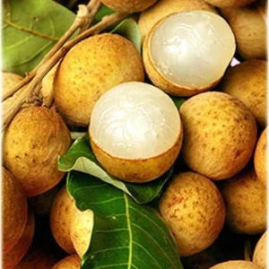 Longan Air Layered Tree - Live Fruit Plant - 3 ft Tall - Ships in 3 Gal Pot - Image 1