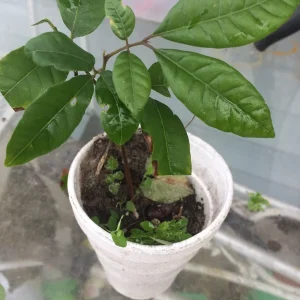 Longan Dimocarpus Fruit Tree Live Plant 5-8 inches Tropical Outdoor - Image 2