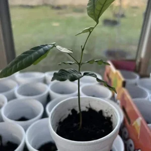 Longan Dimocarpus Fruit Tree Live Plant 5-8 inches Tropical Outdoor - Image 7