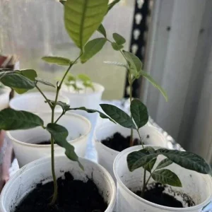 Longan Dimocarpus Fruit Tree Live Plant 5-8 inches Tropical Outdoor - Image 8