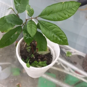 Longan Dimocarpus Fruit Tree Live Plant 5-8 inches Tropical Outdoor - Image 9