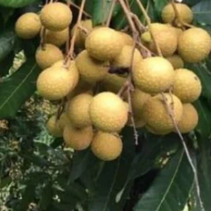 Longan Dimocarpus Fruit Tree Live Plant, Tropical, 5-8 inches Tall, Outdoor - Image 5