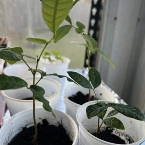 Longan Dimocarpus Fruit Tree Live Plant, Tropical, 5-8 inches Tall, Outdoor - Image 6