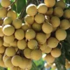 Longan Dimocarpus Tropical Fruit Tree Live Plant 5-8 inches Tall, Edible Evergreen - Image 1
