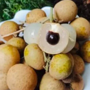 Longan Dimocarpus Tropical Fruit Tree Live Plant 5-8 inches Tall, Edible Evergreen - Image 3