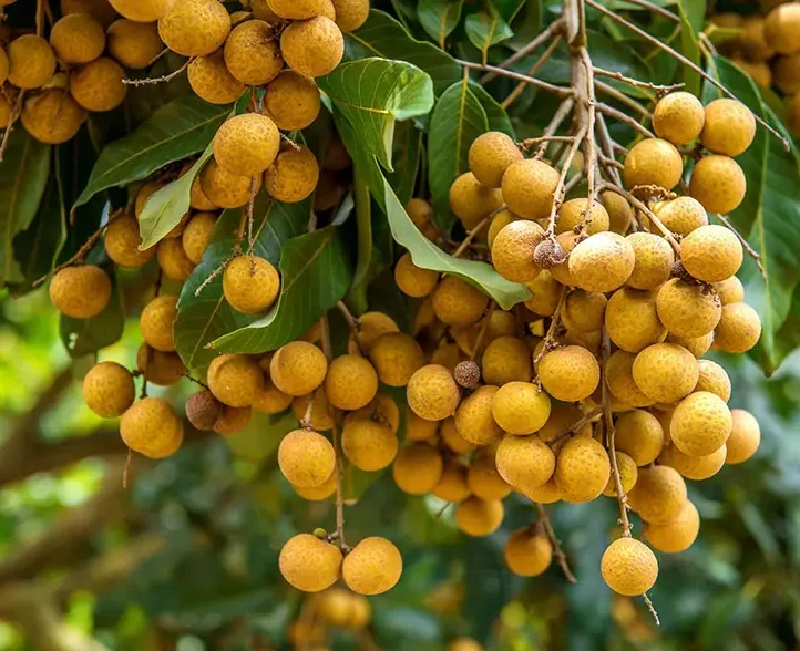 Longan Live Plant - 4in Pot, 6-8in Tall - Fruit Tree - Image 3