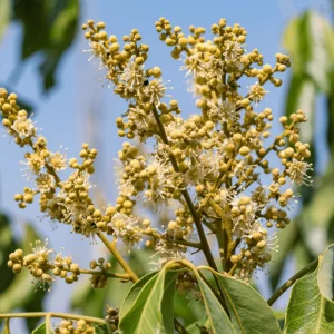 Longan Live Plant - 4in Pot, 6-8in Tall - Fruit Tree - Image 4