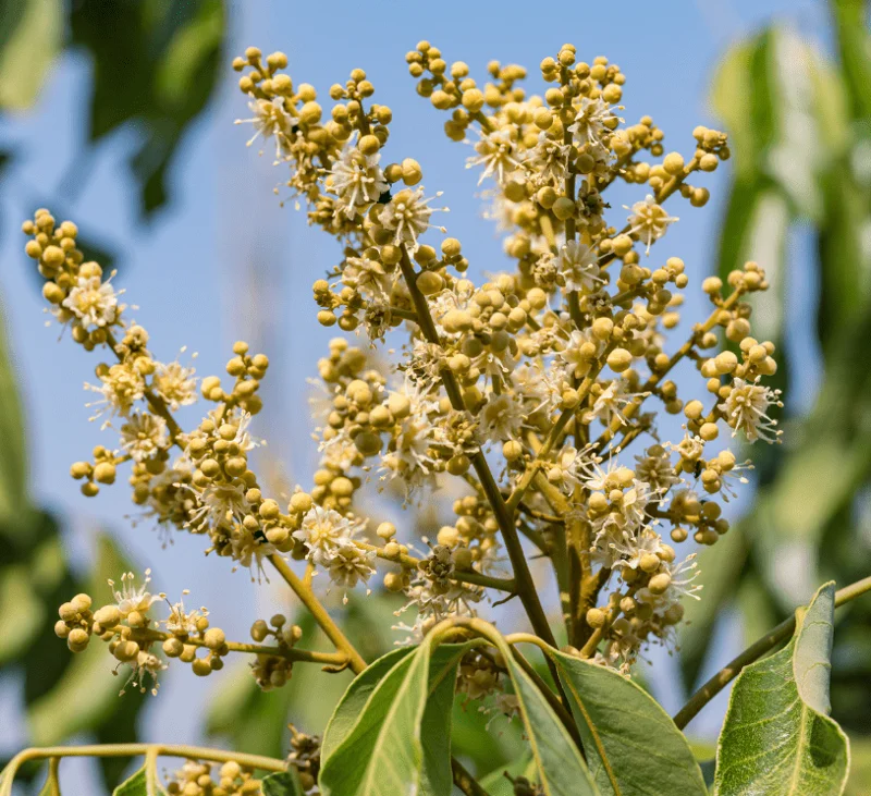 Longan Live Plant - 4in Pot, 6-8in Tall - Fruit Tree - Image 4