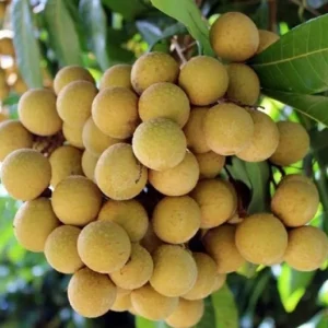 Longan Live Plant - 4in Pot, 6-8in Tall - Fruit Tree - Image 5