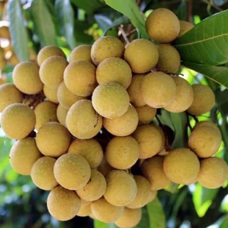 Longan Live Plant - 4in Pot, 6-8in Tall - Fruit Tree - Image 5